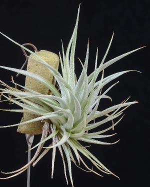 Tillandsia recurvifolia klein.jpg